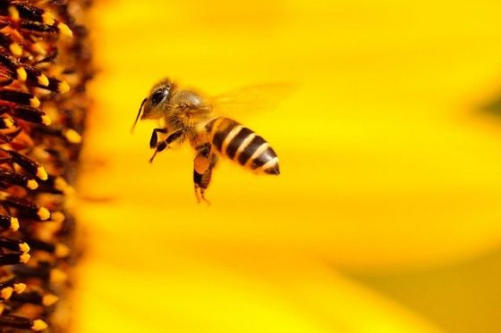 Cittadini europei in difesa di api e agricoltori