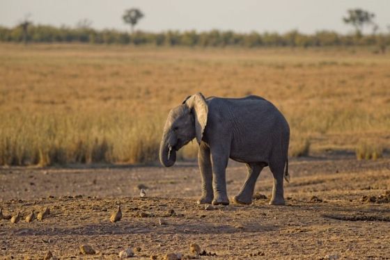 Costa d’Avorio senza avorio: elefanti a rischio