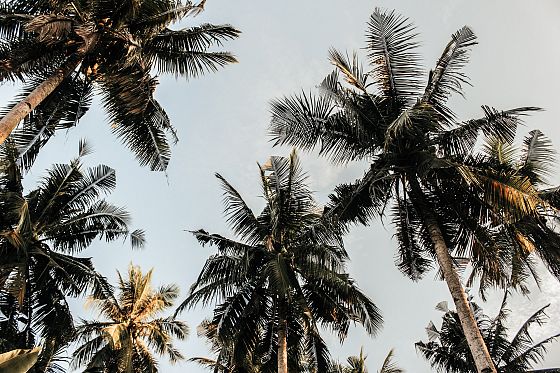 L’olio di palma sostenibile contribuisce al raggiungimento degli SDGs