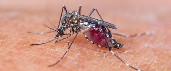 Dai vaccini alla biotecnologia, ecco le strategie per sconfiggere la malaria