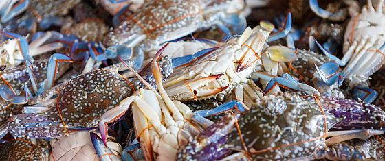 Biodiversità: le specie aliene invasive ci costano 423 miliardi di dollari all’anno