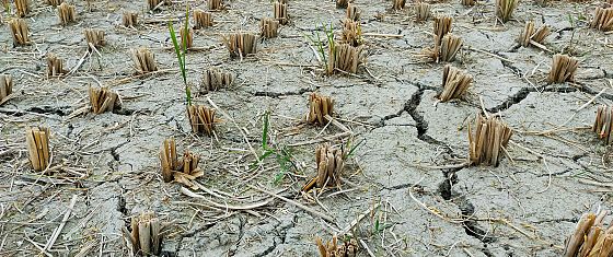 Fao: il degrado del suolo riduce i raccolti e minaccia la sicurezza alimentare