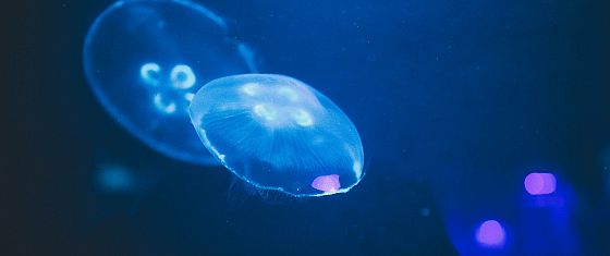 FOCUS. Sfruttare o salvare i fondali oceanici? La sfida è diventata geopolitica