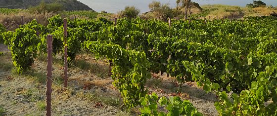 Buone pratiche: con Prosit arrivano i batteri “salva-vino”, contro lo stress idrico