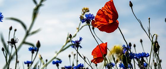 Nature Restoration Law: ecco come restaurare la biodiversità in Italia