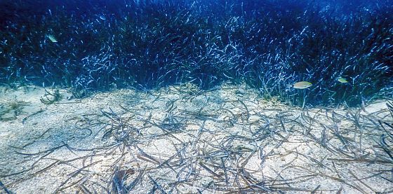 Il buono stato dell'ecosistema marino determina un maggior flusso turistico