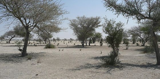 Cop desertificazione: “un mld di ettari degradati da ripristinare entro il 2030”