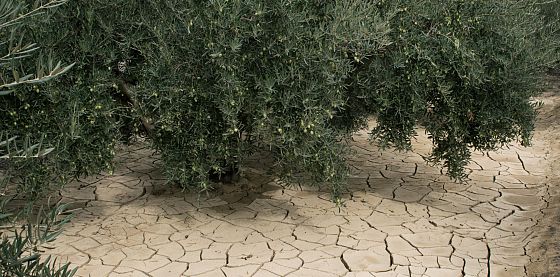 Sempre più evidenti gli effetti della crisi climatica in Sicilia e Sardegna