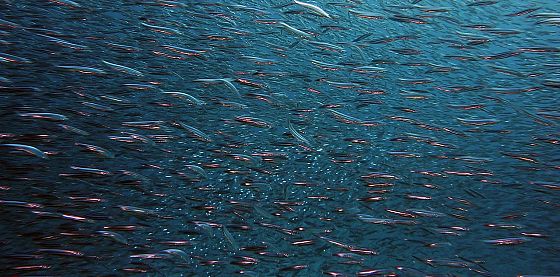 Fish dependence day: in 7 mesi consumato lo stock ittico di un anno