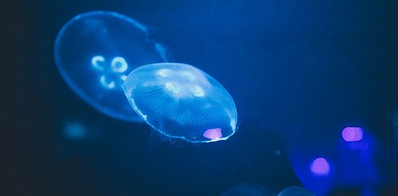 FOCUS. Sfruttare o salvare i fondali oceanici? La sfida è diventata geopolitica