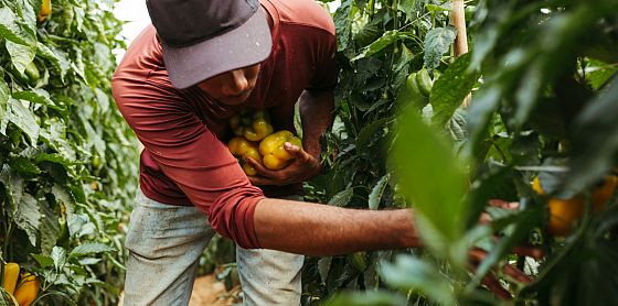 Quel divario salariale (enorme) che separa lavoratori italiani e migranti