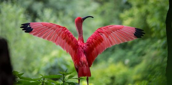 FOCUS. Per proteggere la biodiversità bisogna agire sui fattori che la mettono a rischio