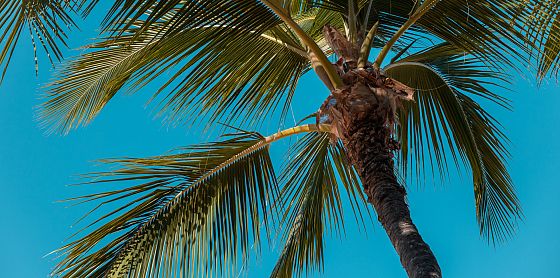 Gli impatti socio-economici connessi alla produzione dell’olio di palma 