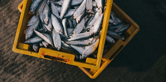 Menù a base di pesce? Meglio se con specie “climate winners” nel piatto