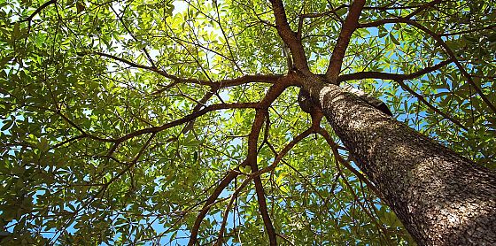 L’Onu pubblica la bozza di accordo per salvare la biodiversità. Wwf: “inadeguata”