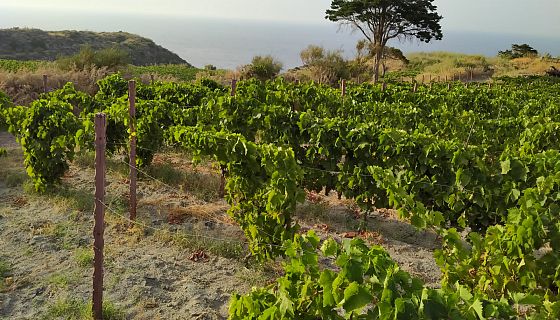 Buone pratiche: con Prosit arrivano i batteri “salva-vino”, contro lo stress idrico