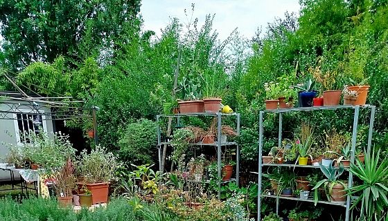 Le rubriche settimanali 