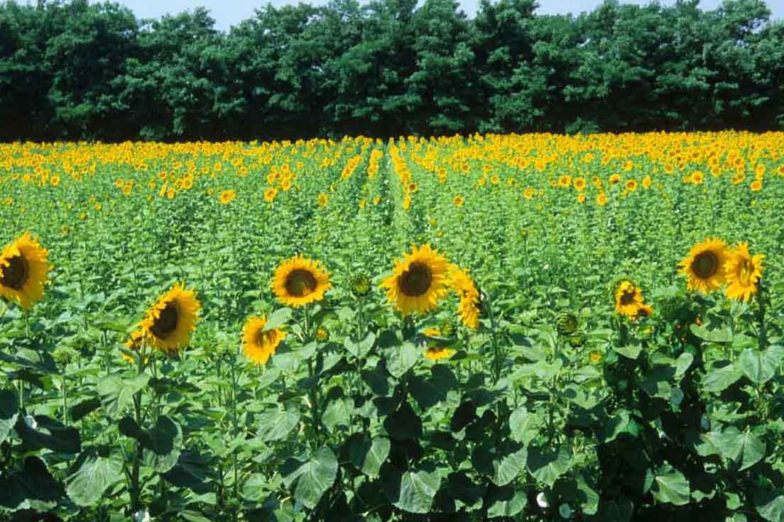 Adottato il piano d’azione europeo per i fertilizzanti