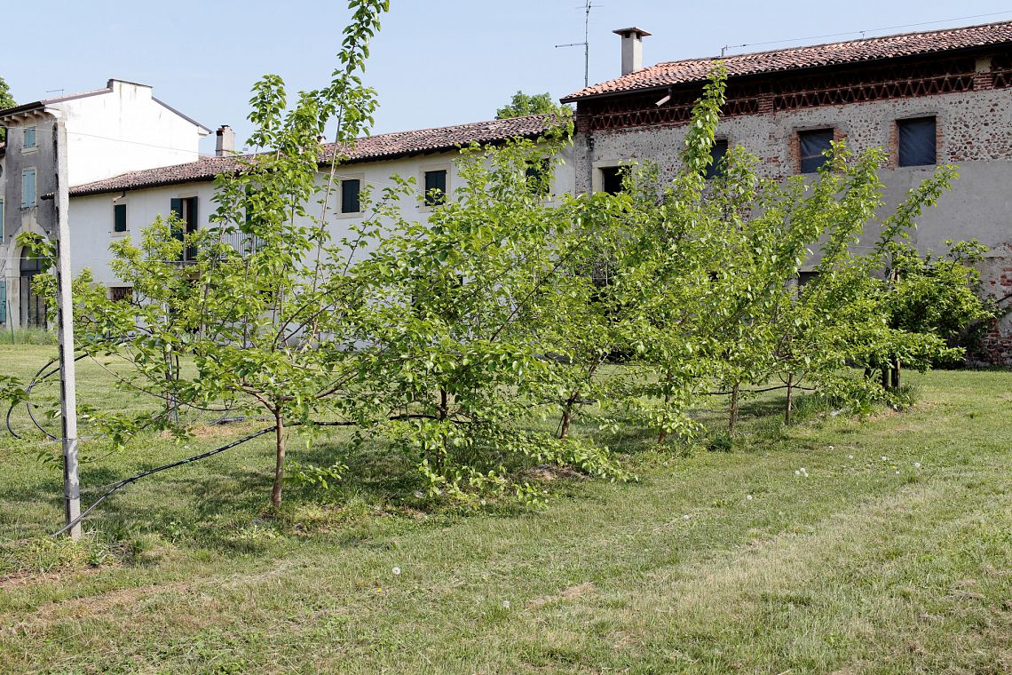 Nel Veronese tornano i bachi da seta: la rinascita di una filiera