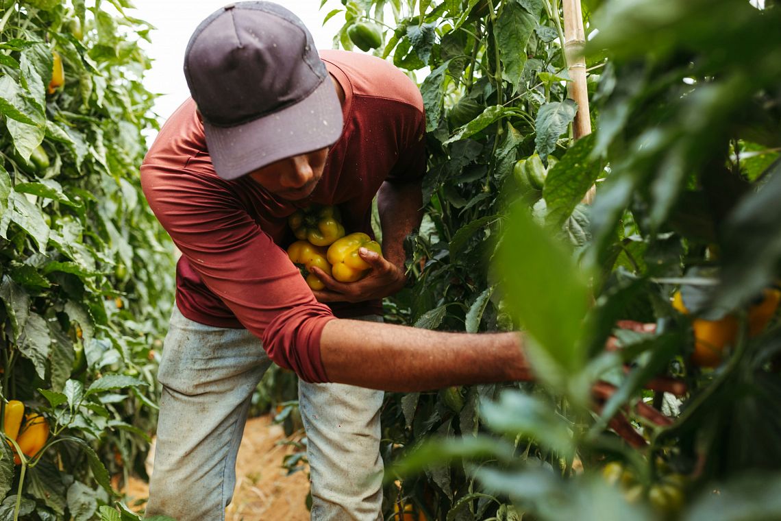 Quel divario salariale (enorme) che separa lavoratori italiani e migranti