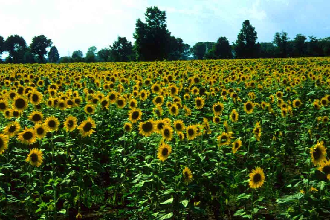 Agri-food-days: rafforzare il ruolo degli agricoltori per la transizione verde
