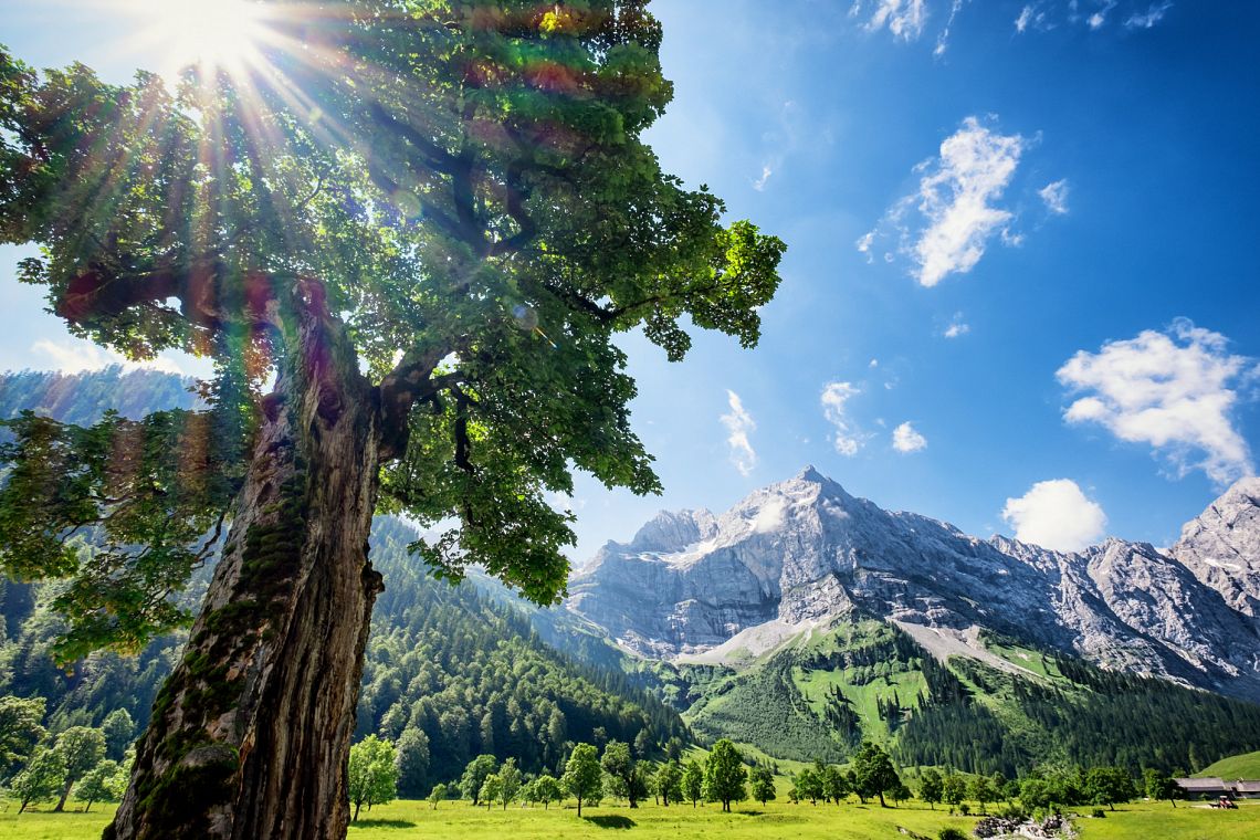 Clima e natura: sette buone notizie del 2024 che sono passate inosservate