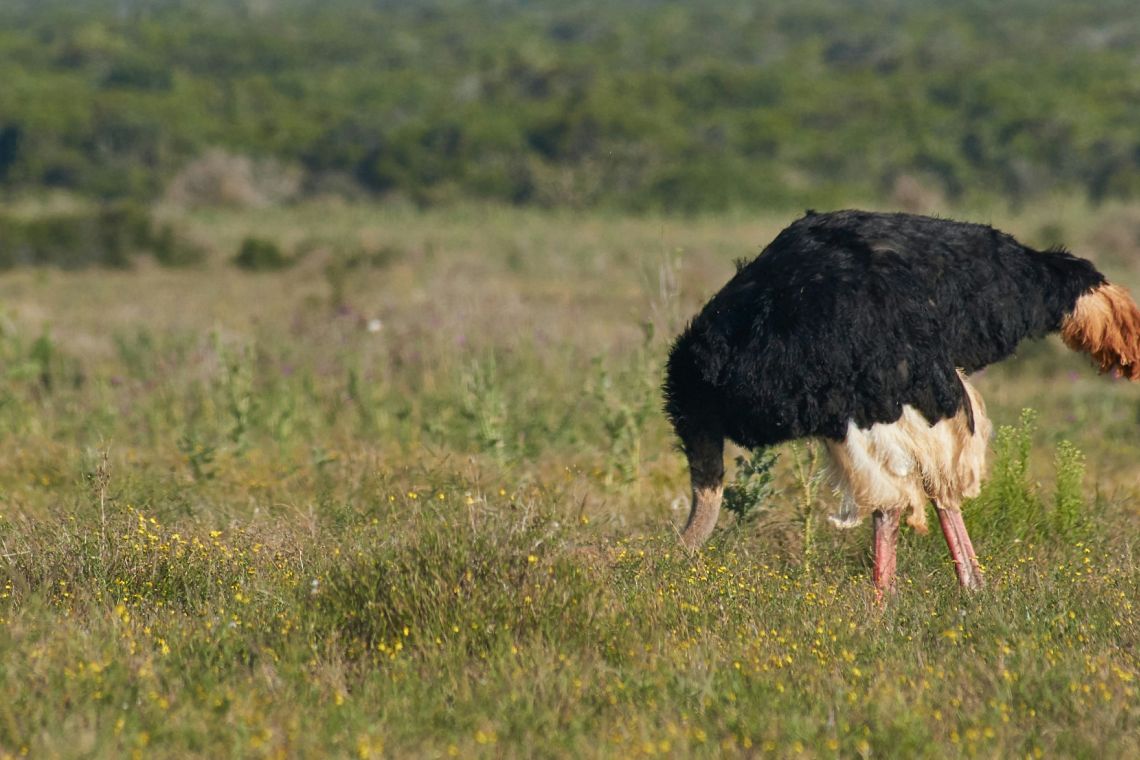 Clima: non possiamo più mettere la testa sotto la sabbia, dobbiamo prepararci al futuro