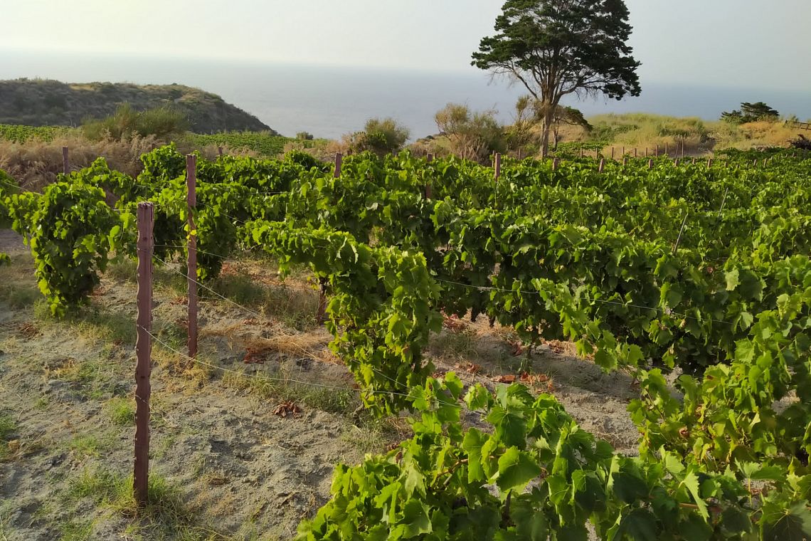 Buone pratiche: con Prosit arrivano i batteri “salva-vino”, contro lo stress idrico