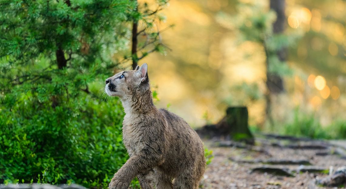 L’allarme del Wwf: “la natura continua a scomparire a un ritmo senza precedenti”