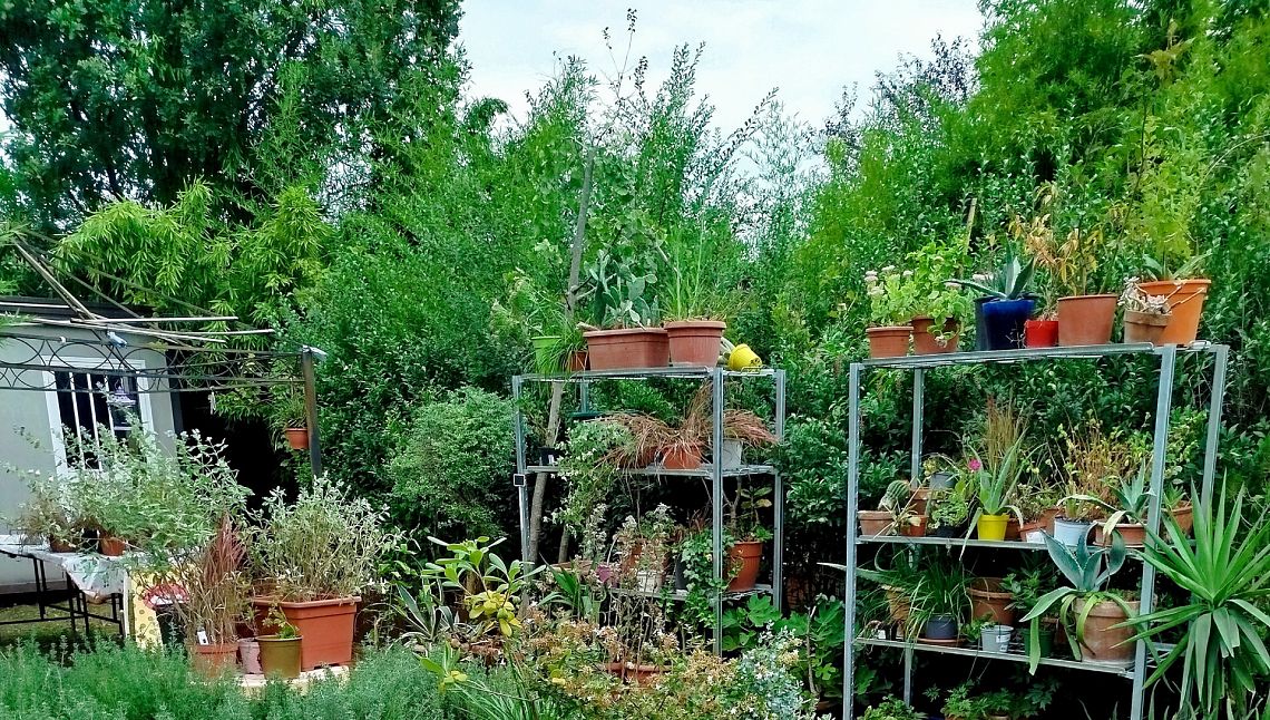 Buone pratiche: un “pronto soccorso delle piante” per dare loro una seconda vita