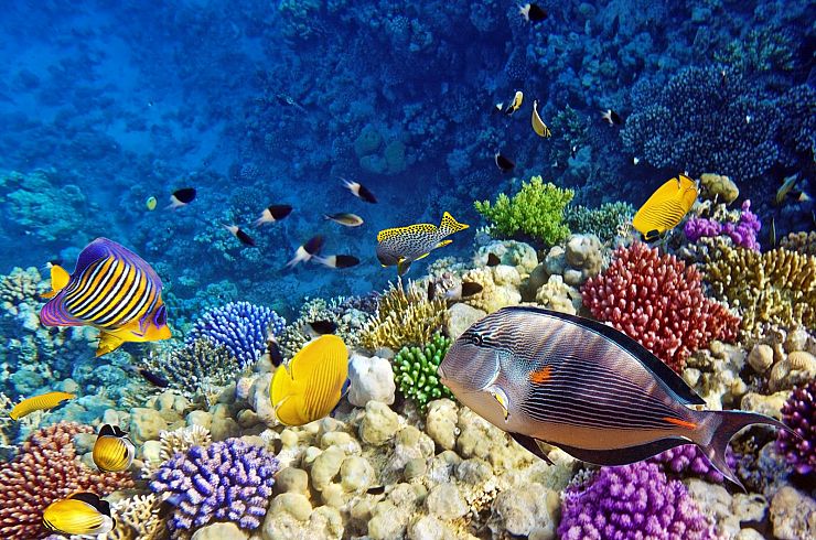 10 curiosità sulla Grande barriera corallina