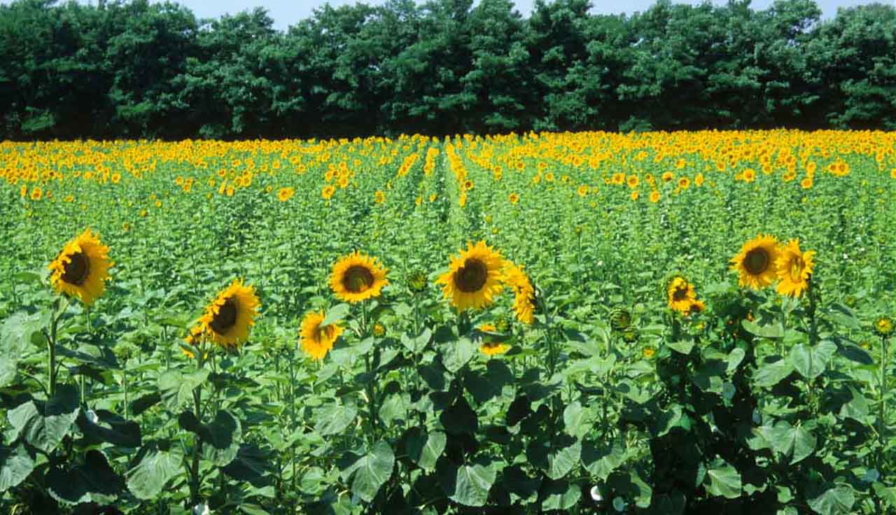 RUBRICA UE. Adottato il piano d’azione europeo per i fertilizzanti