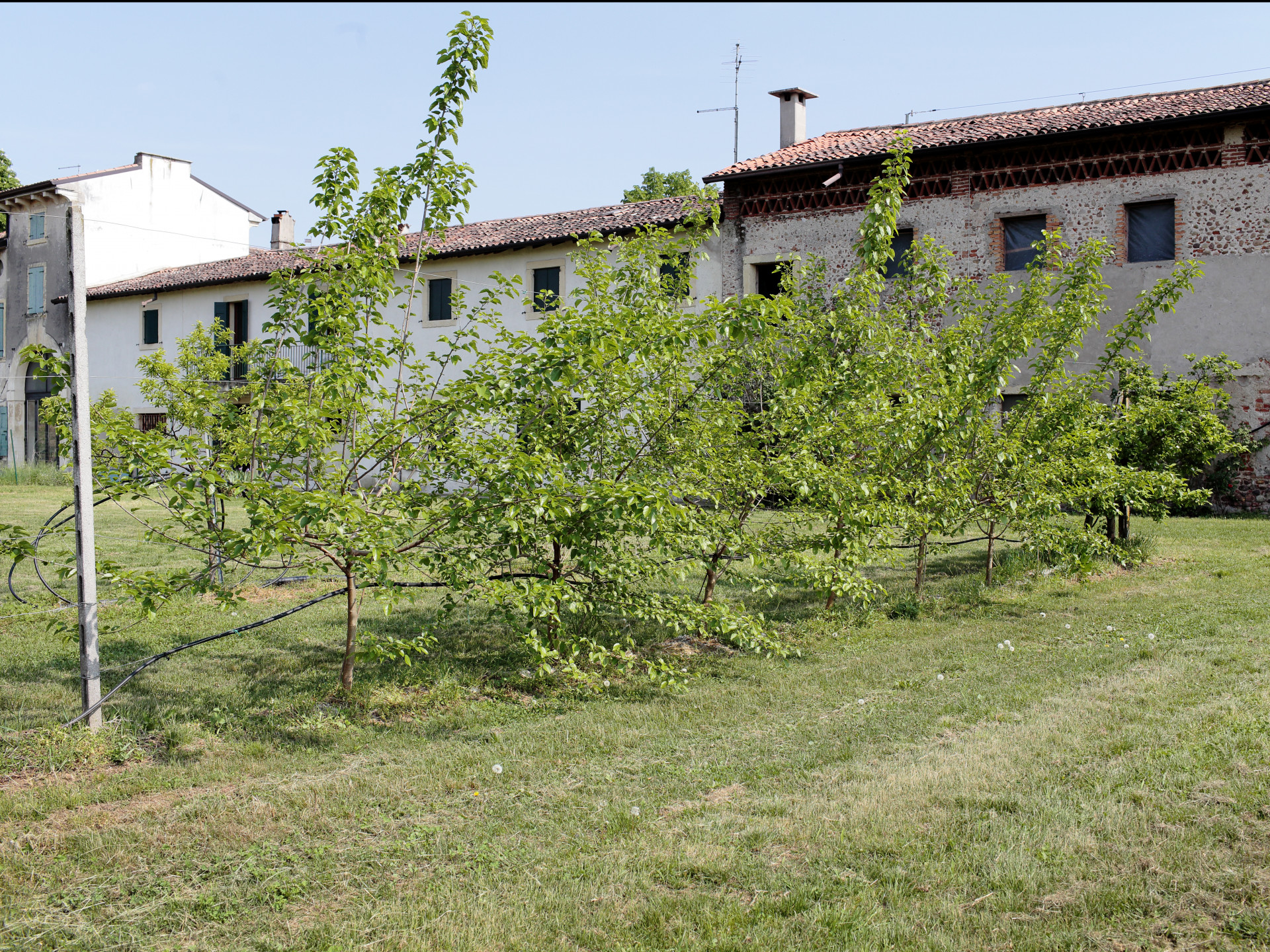 RUBRICA VOCI DAL TERRITORIO. Nel Veronese tornano i bachi da seta: la rinascita di una filiera