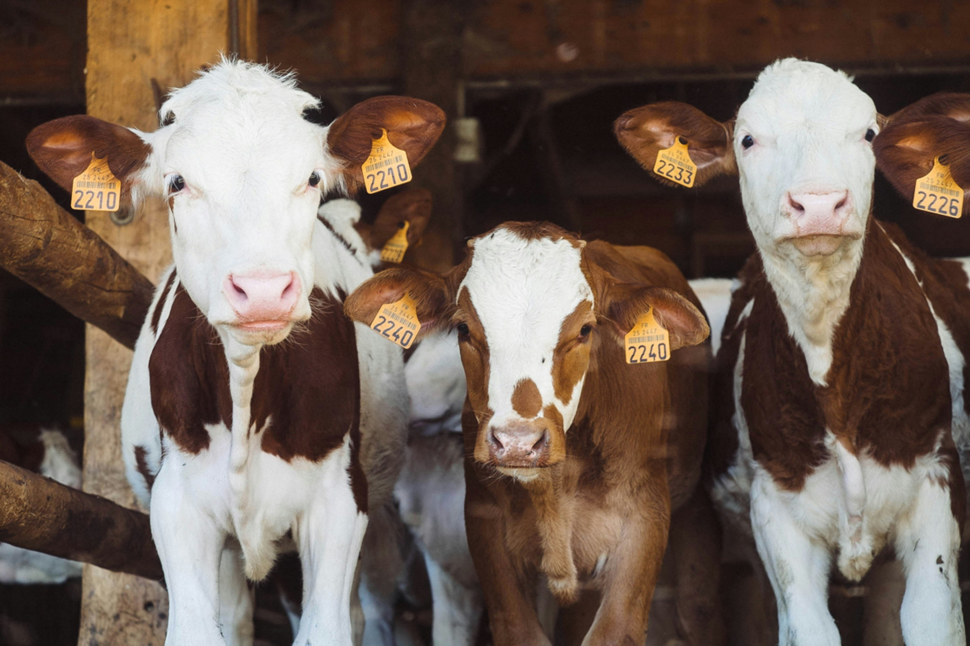 La pelle degli animali per la moda resta fuori dal Regolamento UE anti-deforestazione