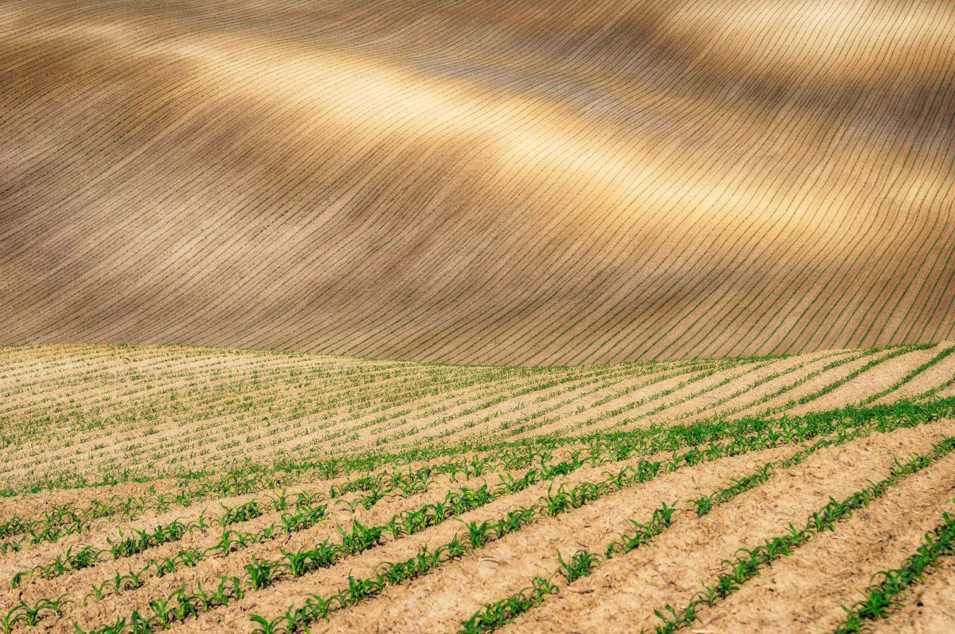 Riallineare pratiche agricole e tutela della biodiversità conviene, ecco perché