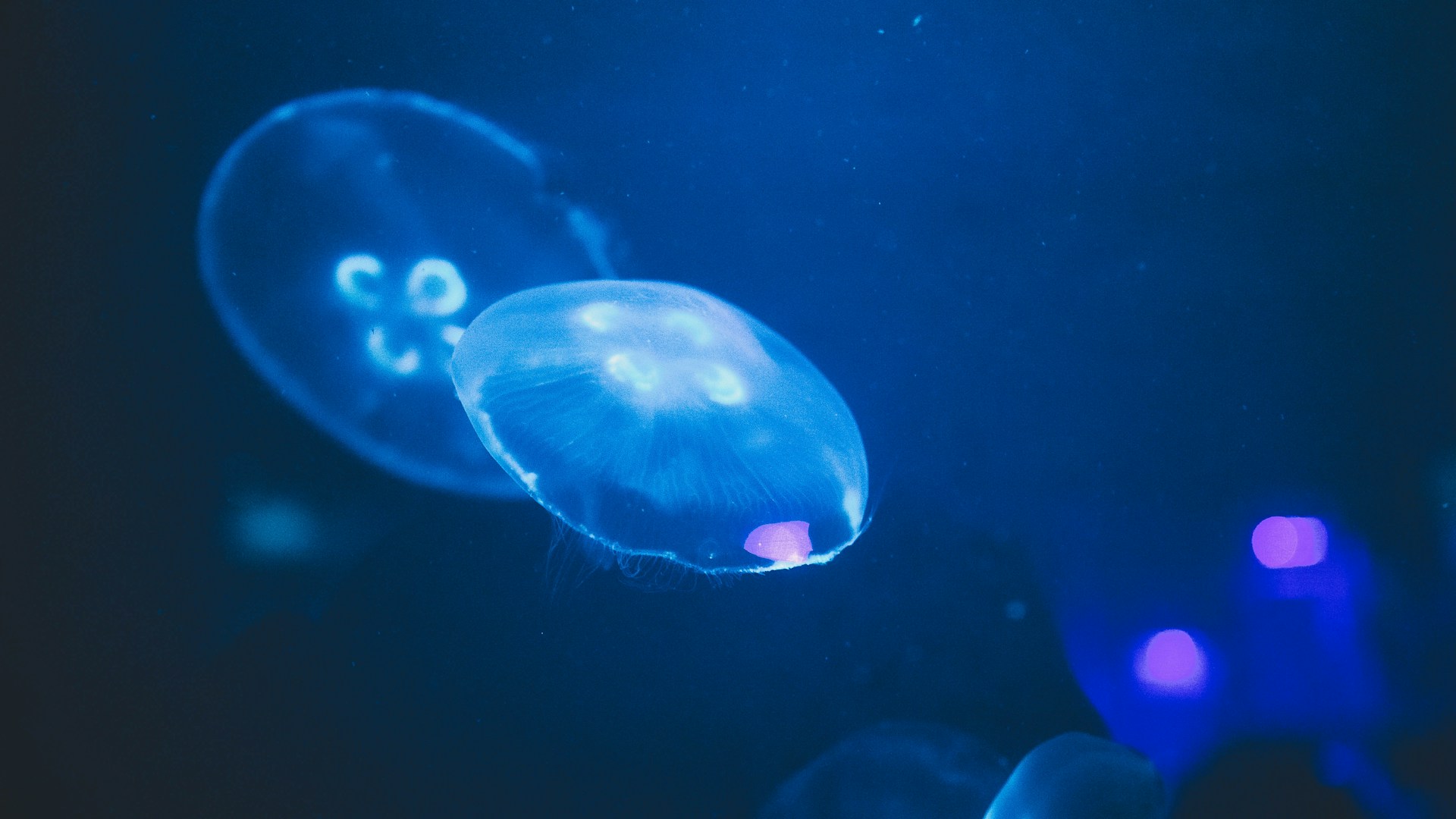 FOCUS. Sfruttare o salvare i fondali oceanici? La sfida è diventata geopolitica