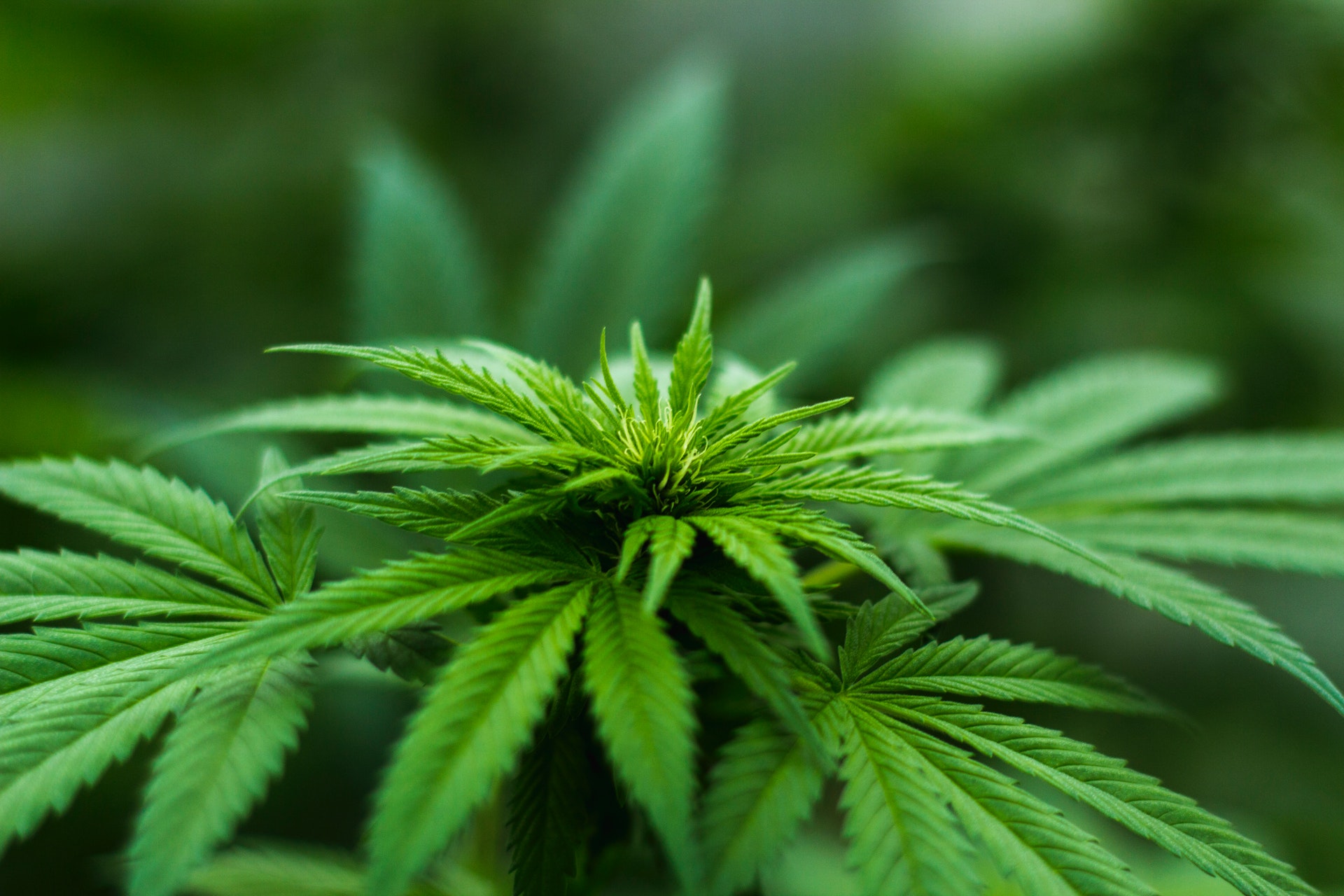 Canapa sativa: una coltivazione antica per il riscatto della Terra dei Fuochi